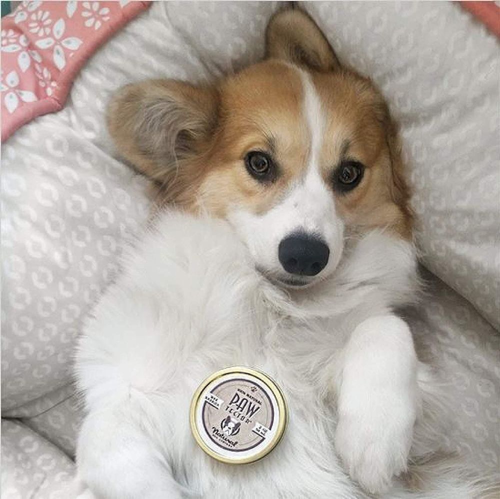 Бальзам для захисту лап Paw Tection Natural Dog Company 59мл стік