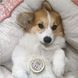 Бальзам для захисту лап Paw Tection Natural Dog Company 59мл стік